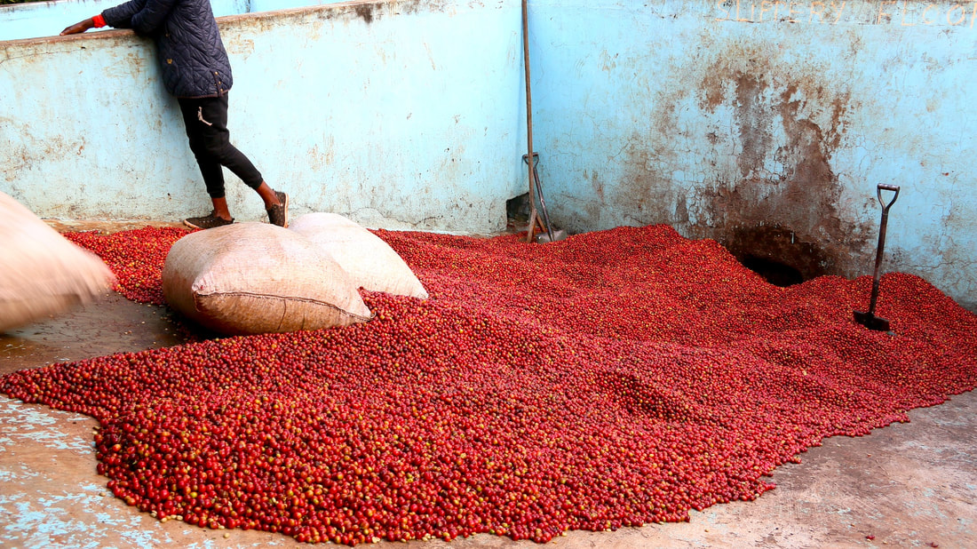 肯亚锡卡产区咖啡豆:来自非洲大陆肯尼亚咖啡特点风味描述