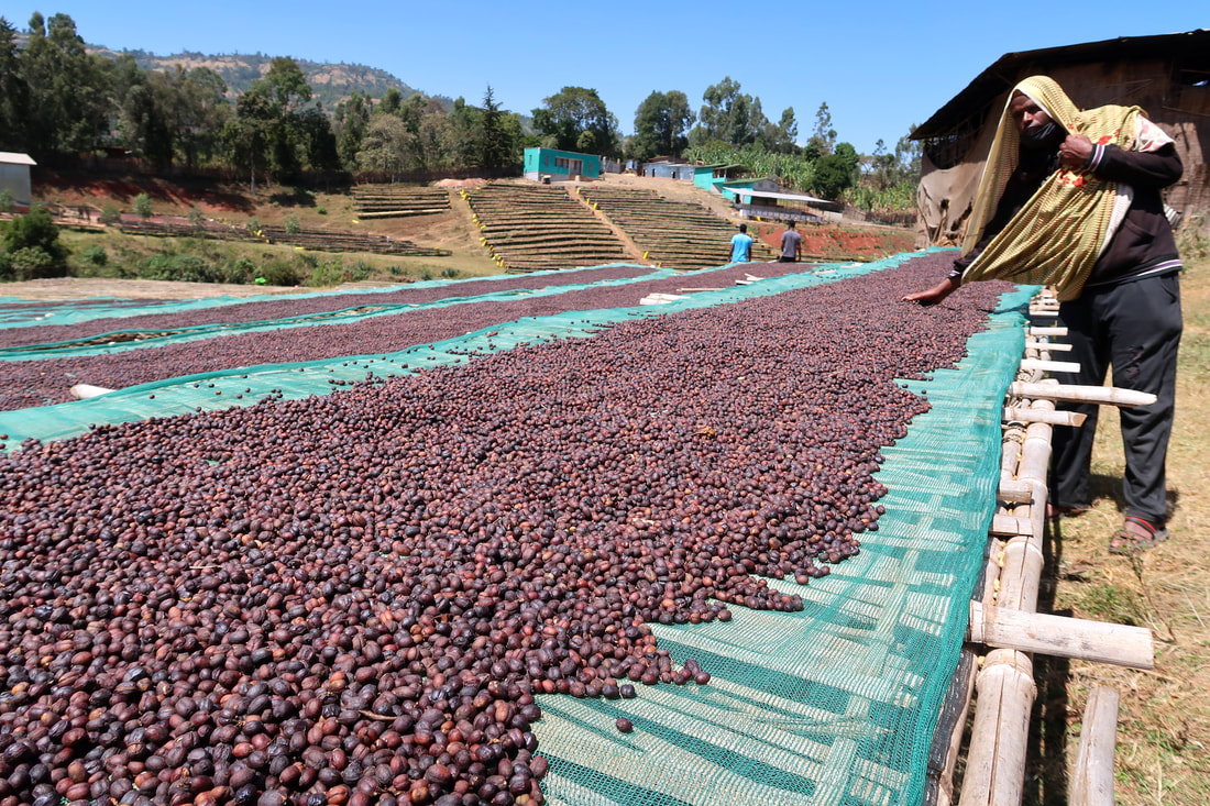 耶加雪菲咖啡的喝法：耶加雪菲冰咖啡怎么喝 耶加雪菲怎么喝