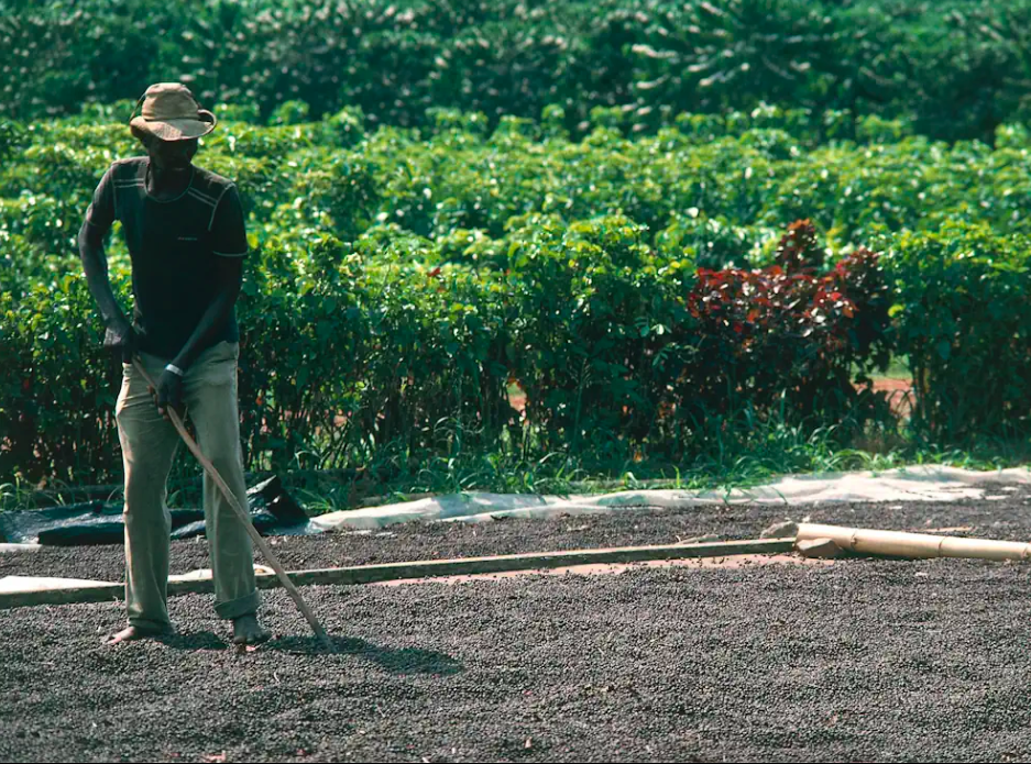 蓝山咖啡起源 蓝山咖啡树 蓝山咖啡产区 牙买加蓝山种植历史