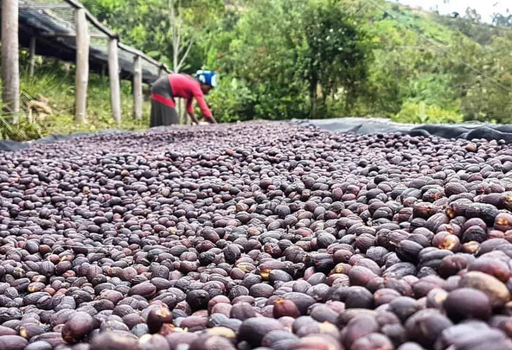西达摩产区咖啡风味描述处理法特点品种产区口感介绍