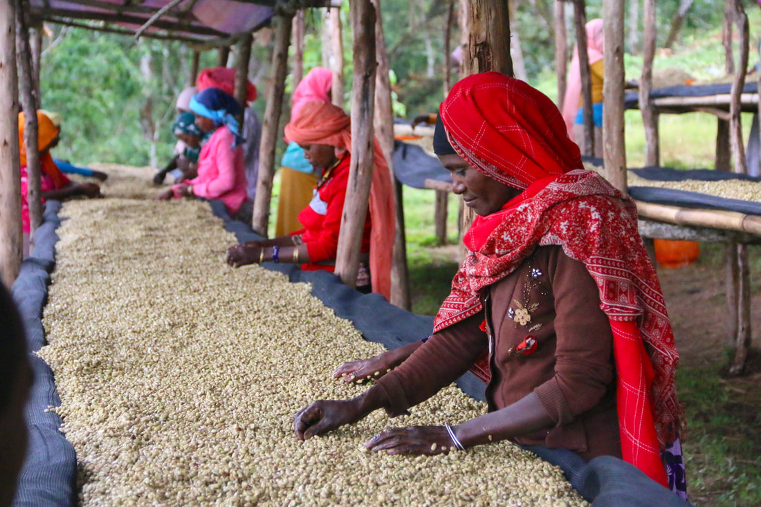 埃塞俄比亚精品咖啡豆 埃塞俄比亚什么风味咖啡适合入门喝 
