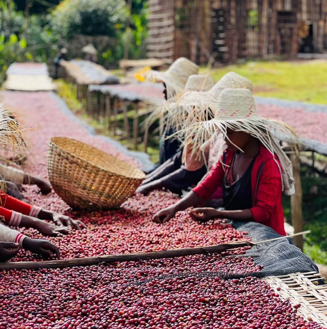 埃塞俄比亚咖啡介绍，埃塞俄比亚入门精品手冲咖啡豆特点