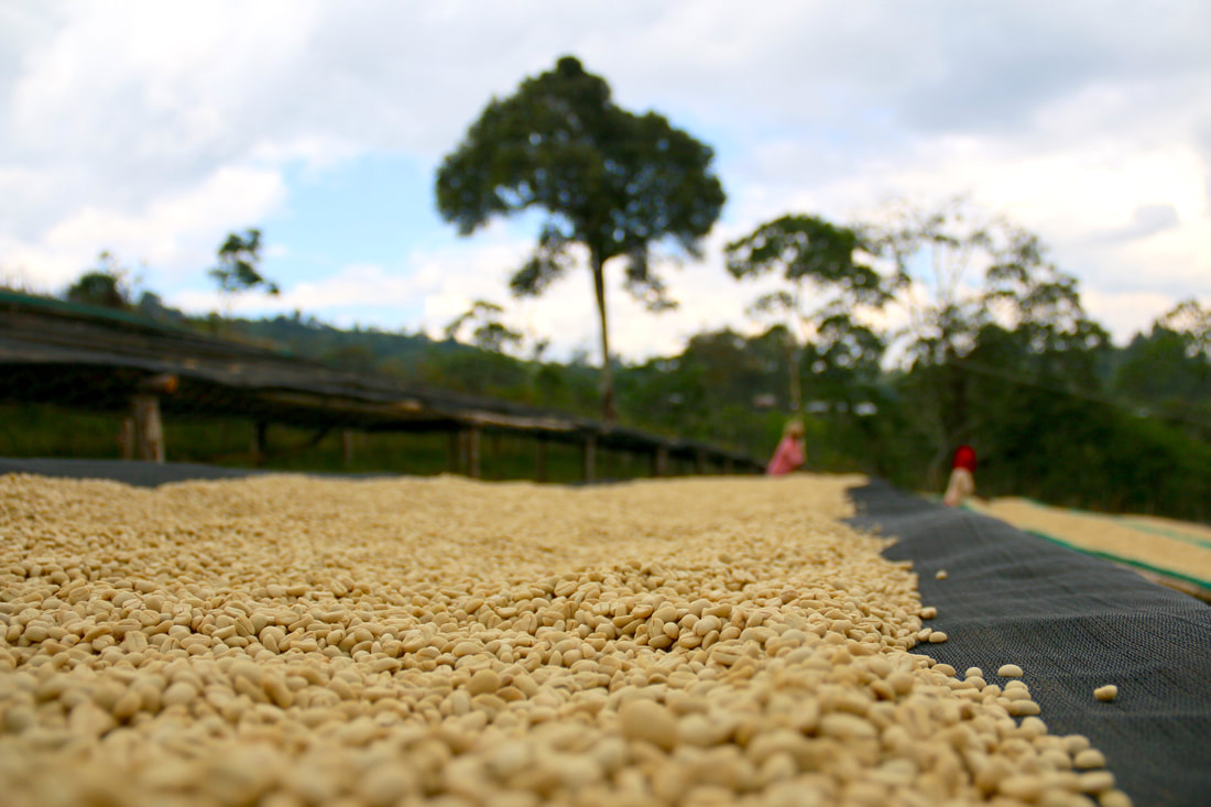 水洗耶加雪菲咖啡的特点产地风味 手冲水洗精品咖啡豆必买清单