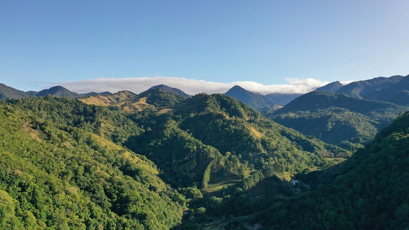 巴拿马瑰夏的由来什么特点区别 高品质瑰夏咖啡豆最值得的几款