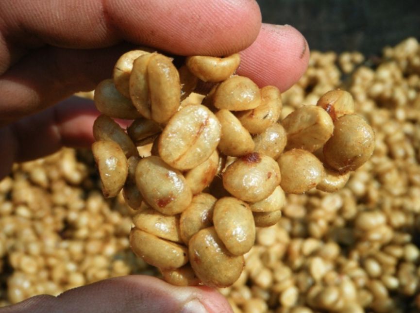 蜜处理咖啡豆过程步骤有哪些 蜜处理咖啡豆风味特点