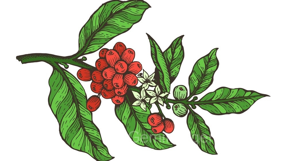 咖啡豆种类阿拉比卡淘宝销量最高的五款 阿拉比卡咖啡豆风味特点