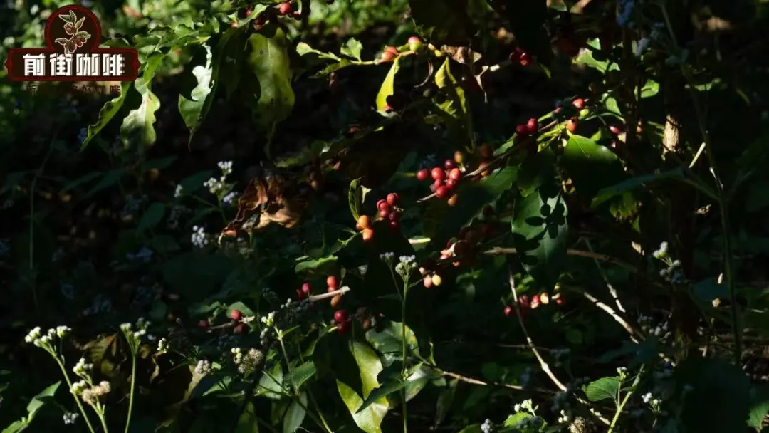 云南小粒是阿拉比卡还是罗布斯塔？中国云南的小粒咖啡是指卡蒂姆还是铁皮卡？