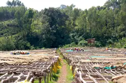 埃塞俄比亚咖啡好喝吗 正宗耶加雪啡精品日晒水洗咖啡豆推荐