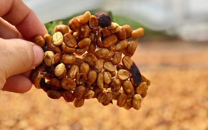 哥斯达黎加蜜处理咖啡豆单品推荐 精品咖啡豆黑蜜处理过程介绍