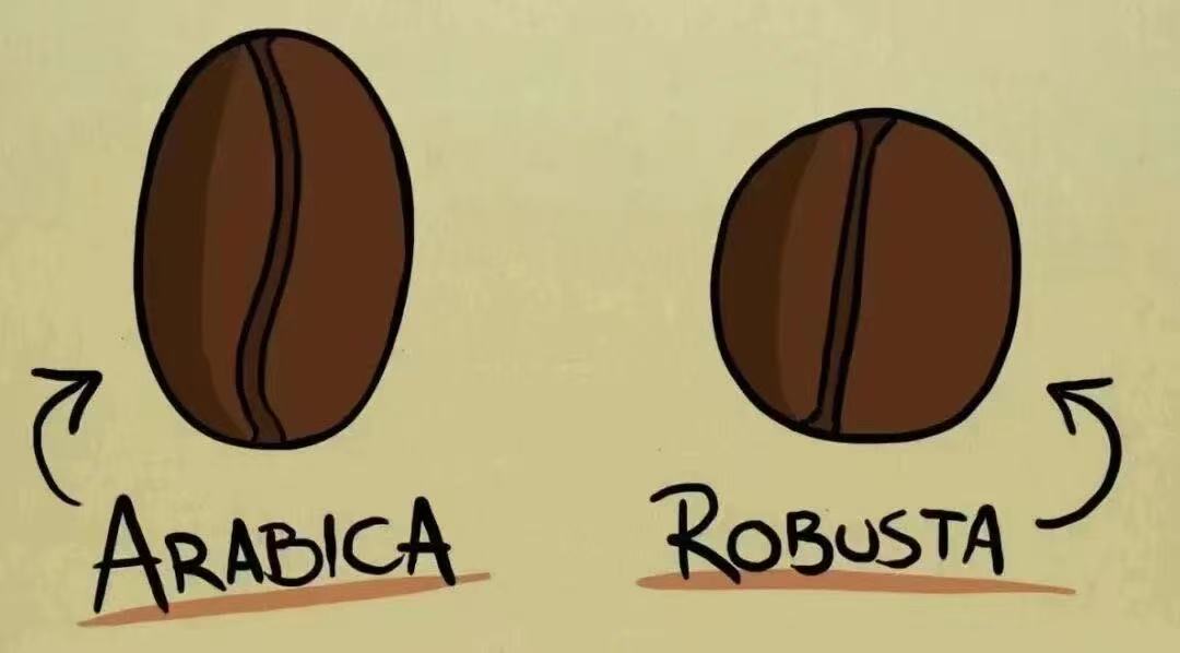 世界三大咖啡品种罗布斯塔和阿拉比卡有什么区别？瑰夏铁皮卡跟阿拉比卡是什么关系？