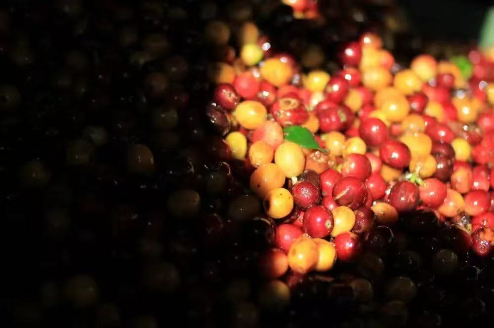 微批次咖啡一定会比常规咖啡品质好吗？哥斯达黎加音乐家系列莫扎特风味如何？