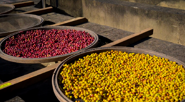 巴西黄波旁与红波旁咖啡豆品种风味特点区别 波旁咖啡品牌推荐