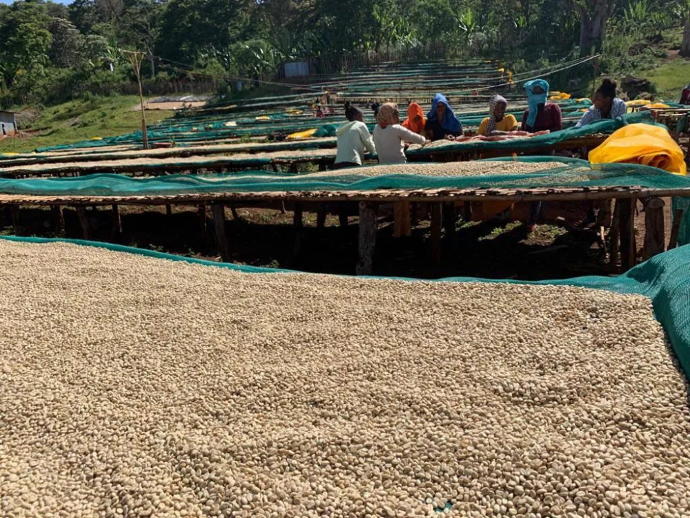 咖啡百科 耶加雪啡 埃塞俄比亚单一产地精品咖啡豆