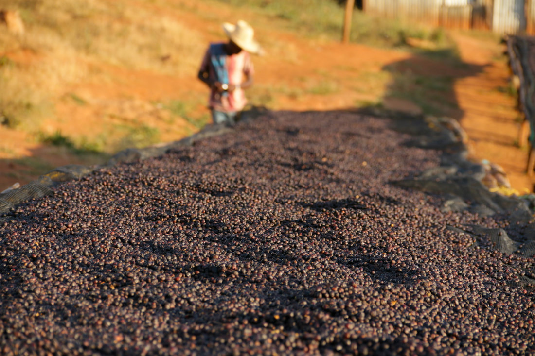 埃塞俄比亚精品咖啡是偏酸吗 单一产地耶加雪菲手冲咖啡豆推荐