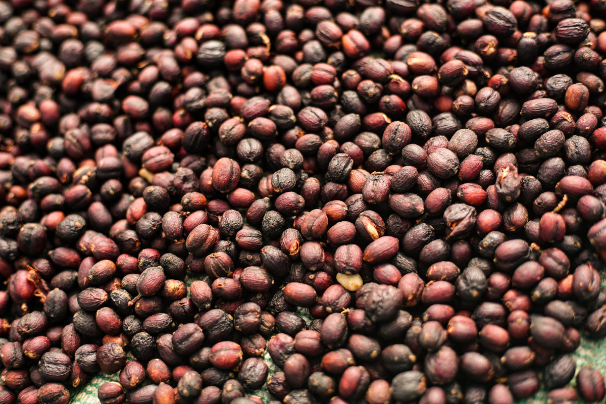 伯爵茶感，焦糖的西达摩罕贝拉咖啡风味、特色、口感及庄园介绍