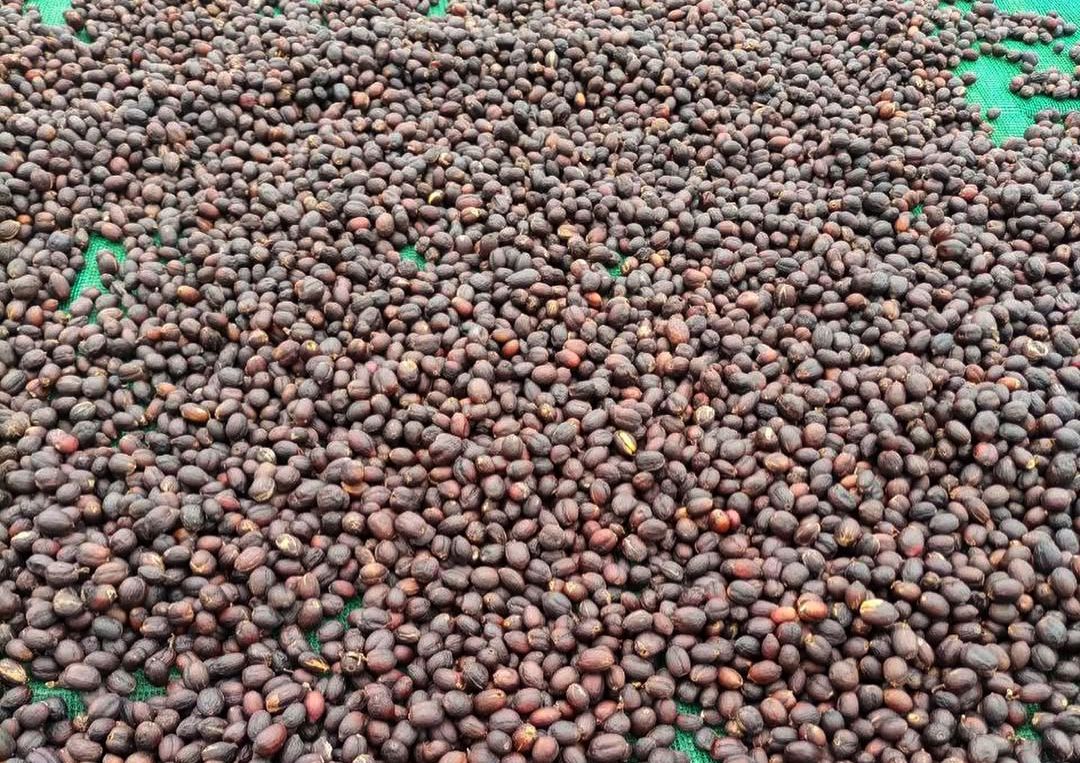 日晒耶加雪菲咖啡豆品评 单品耶加雪菲适合做冷萃冷泡咖啡吗