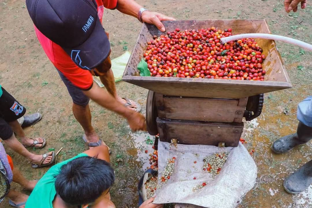 苏门答腊和曼特宁黄金曼特宁比较高的醇厚度 酸度偏低传统湿刨法