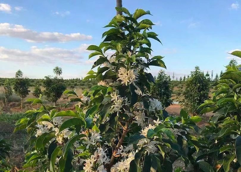 尖身波旁是阿拉比卡豆吗 尖身波旁为什么贵比瑰夏咖啡更好喝吗
