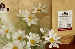 蜂蜜般的甜香气的耶加雪菲沃卡咖啡风味描述口感特点品种介绍