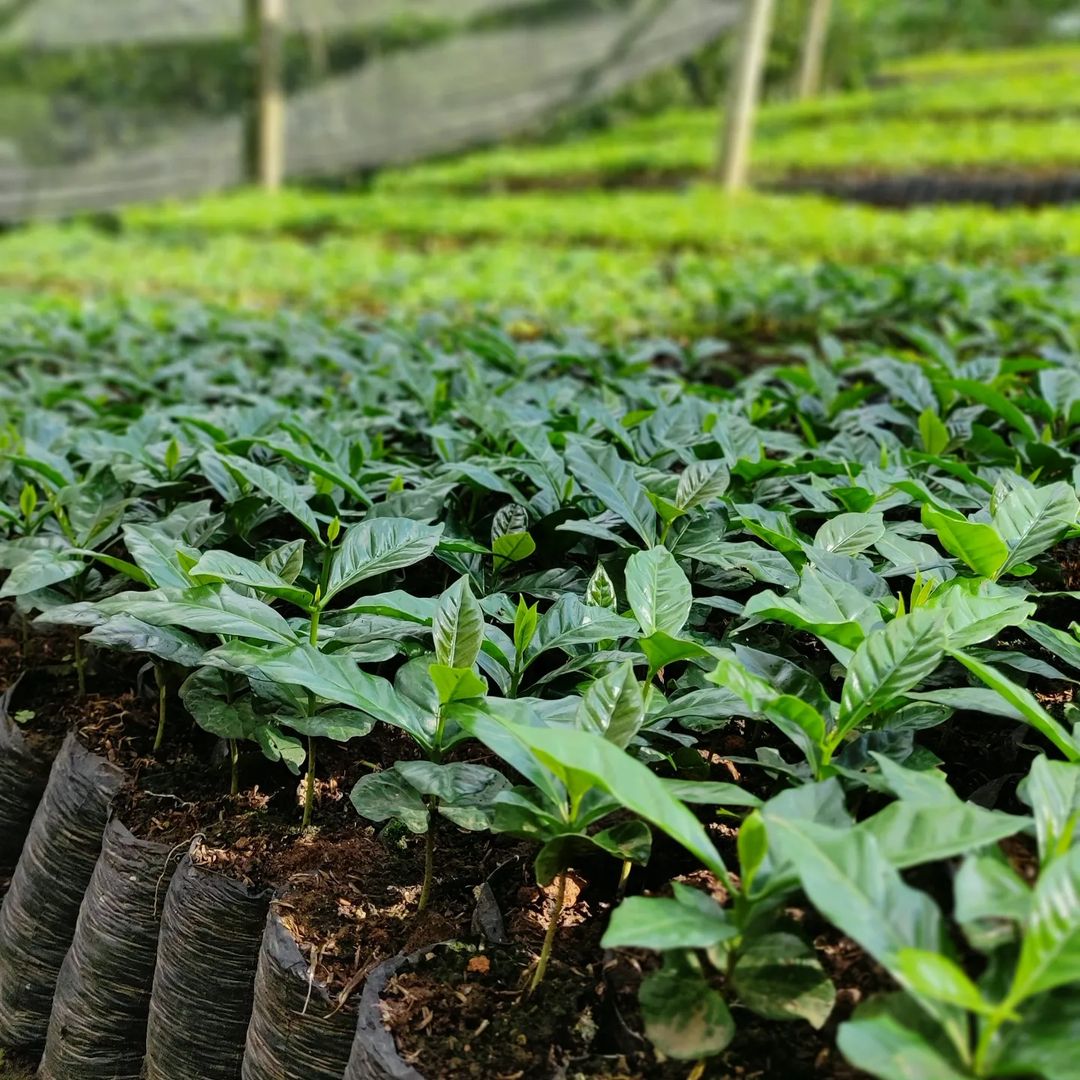 手冲咖啡豆推荐 手冲咖啡用什么咖啡豆--哥伦比亚蕙兰