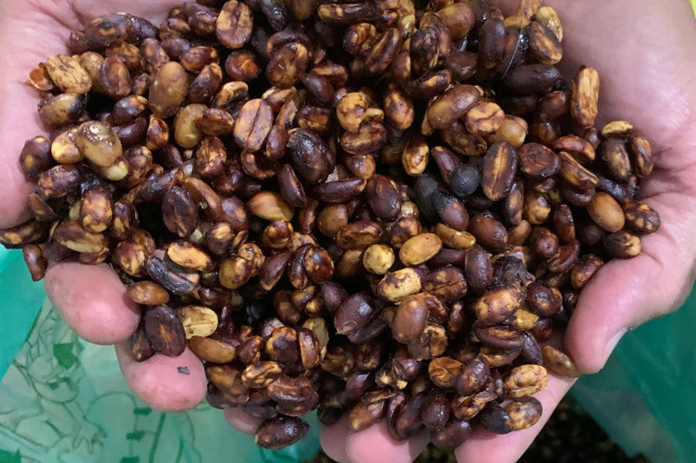 哥斯达黎加精品咖啡庄园豆 正宗黑蜜处理法的风味特点