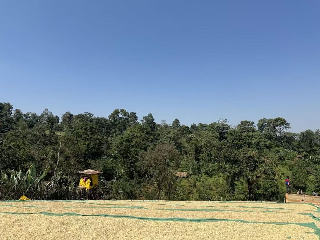 埃塞俄比亚的特产 埃塞俄比亚咖啡农场 埃塞俄比亚咖啡产业及品种