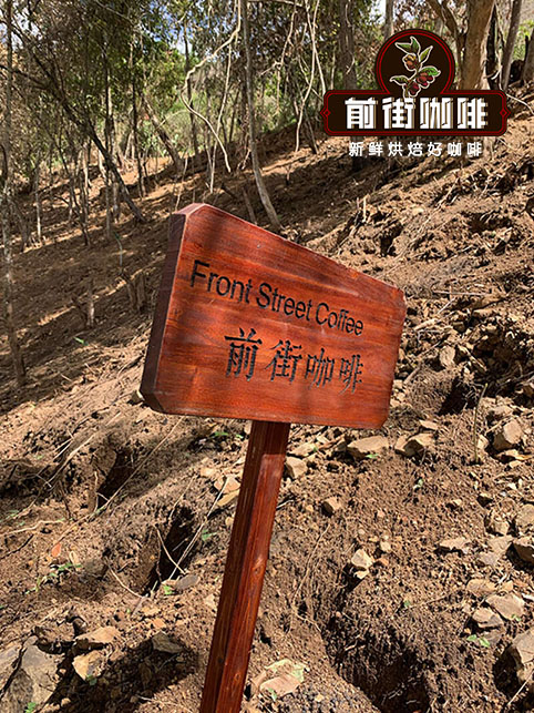 精品咖啡云南小粒手冲咖啡风味特点 云南普洱保山临沧咖啡庄园