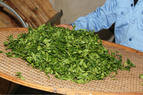 黄枝香单枞乌龙的制作工艺分享 凤凰单枞有多少种香型？
