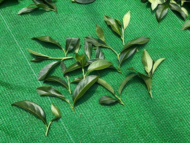 茶叶开面的类型：大开面、中开面、小开面对凤凰单枞乌龙滋味的对比 哪一种更香更耐泡好喝？