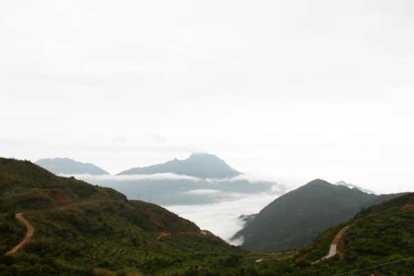 乌岽产的高山凤凰单枞乌龙有哪些香型？正宗的乌岽单枞多少钱一斤？