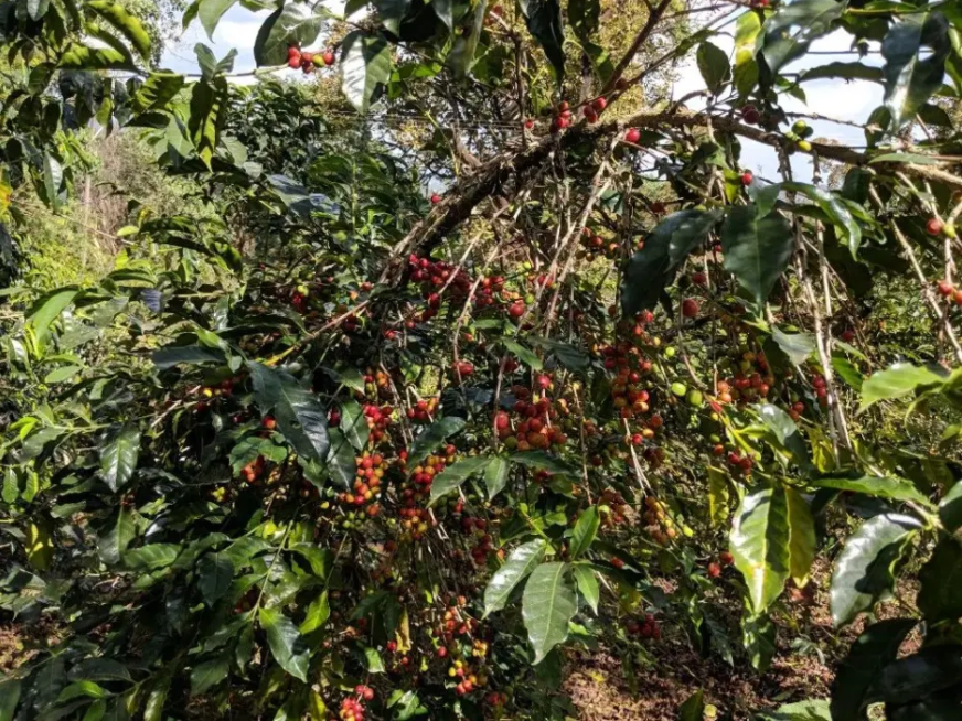 世界十大著名咖啡豆埃塞俄比亚精品产国介绍