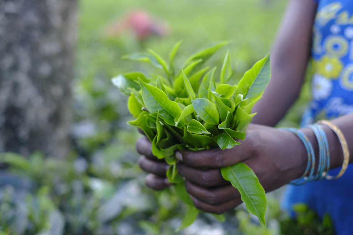 阿萨姆红茶产自哪个国家？阿萨姆红茶适合用于制作奶茶吗？阿萨姆红茶属于什么档次的茶？