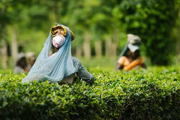 关于阿萨姆茶的五大事实 阿萨姆大叶种茶树是不是源自于中国？阿萨姆种茶叶的历史介绍