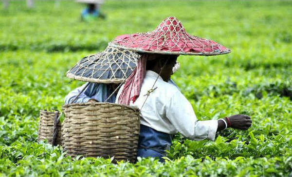 阿萨姆茶产量和出口量一年多少？印度是世界上第二大茶叶生产国吗？