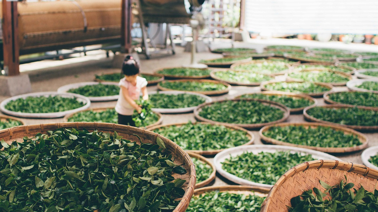 茶叶的详细制作工艺流程解析 红茶、黄茶、黑茶的制作有什么区别？制茶步骤对茶叶味道的影响分析