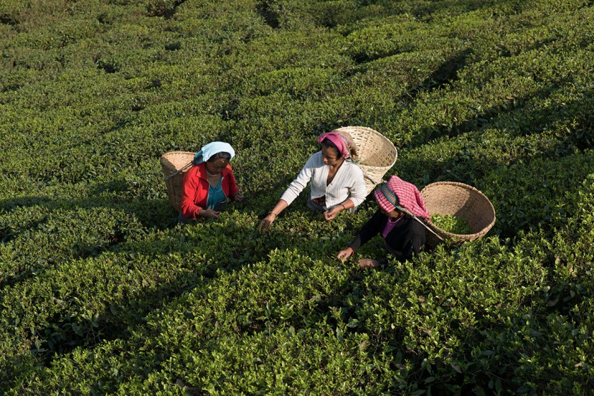 大吉岭秋摘红茶味道有什么独特之处？红茶什么时候采摘最好？秋摘红茶贵还是春摘红茶贵？
