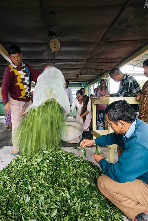 大吉岭格兰本Glenburn制茶厂牌子茶叶的制作流程与风味特征分享