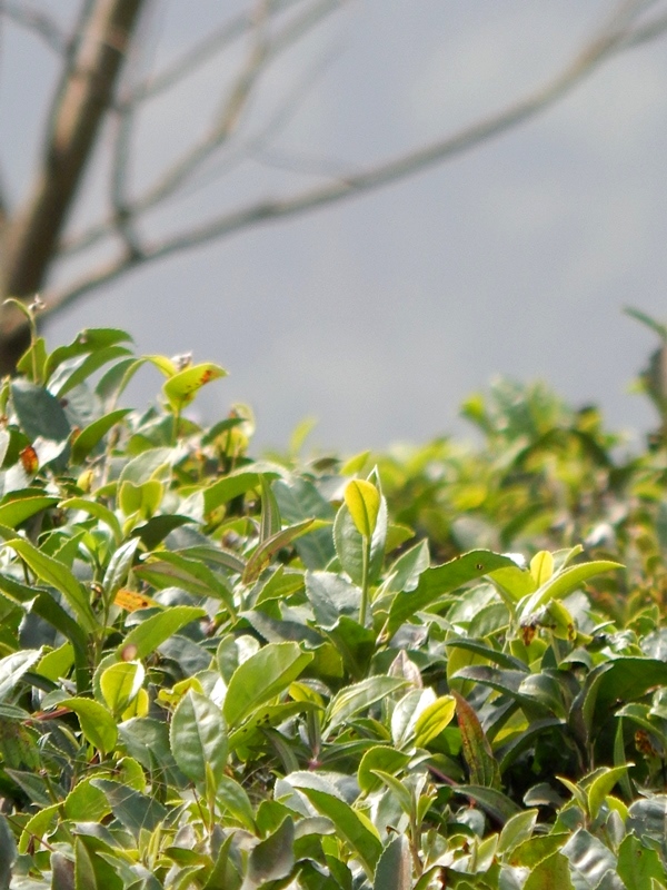 大吉岭红茶是哪个国家生产的？大吉岭红茶一年产茶量是多少？