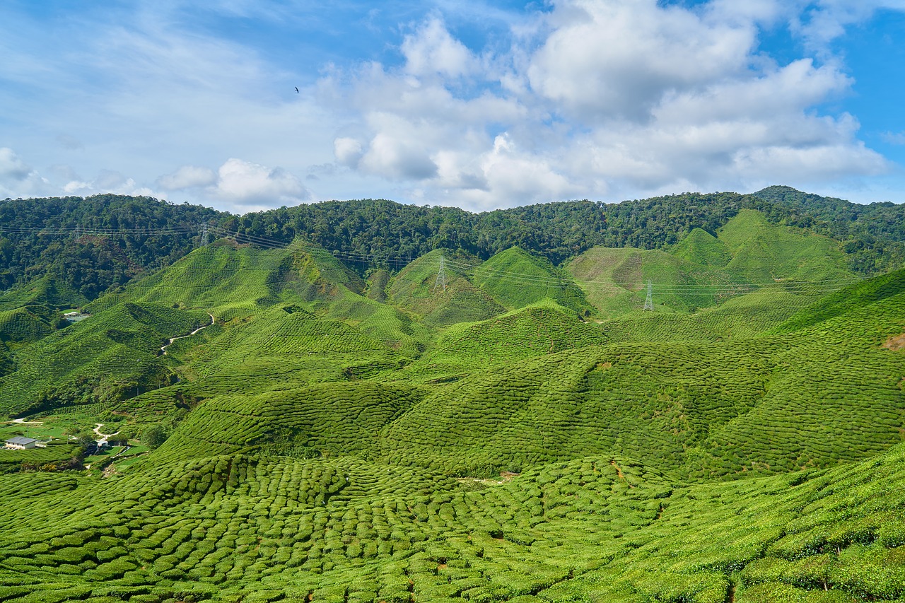 印度逐渐放松对茶叶的管制 印度最好的茶叶是什么品种的 印度红茶和中国红茶的区别