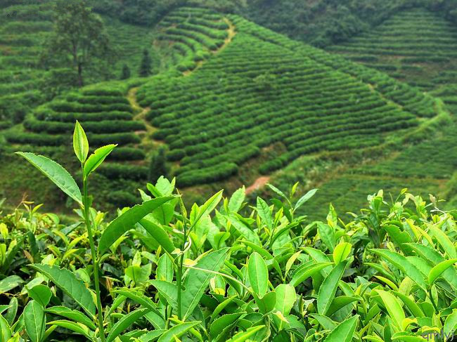高质量精品红茶、精品乌龙茶发展趋势靠向精品咖啡，讲究风土特征对茶叶味道的影响