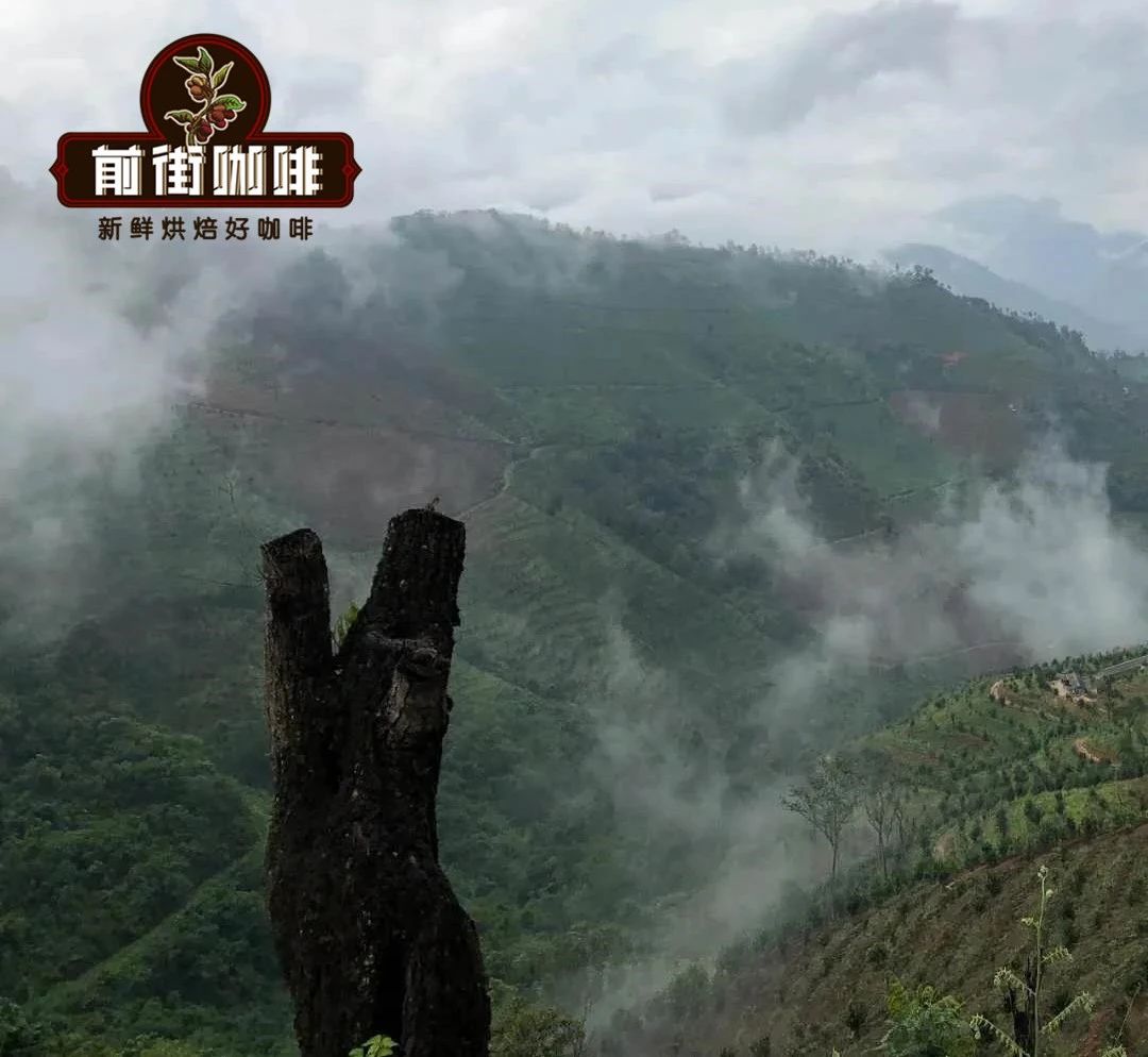  中国咖啡豆|中国咖啡豆产区介绍_中国咖啡豆历史起源品种种类介绍