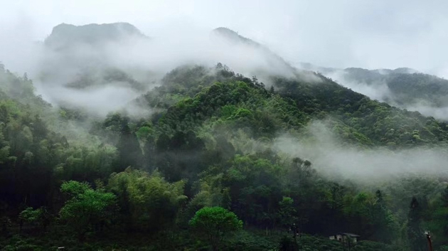 武夷的老枞水仙与潮汕的水仙凤凰单枞风味对比 哪里买水仙单枞比较正宗？