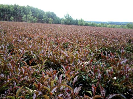 肯尼亚紫茶属于什么种类的茶？肯尼亚紫茶茶汤紫色的原因 肯尼亚紫茶在哪里买正宗？