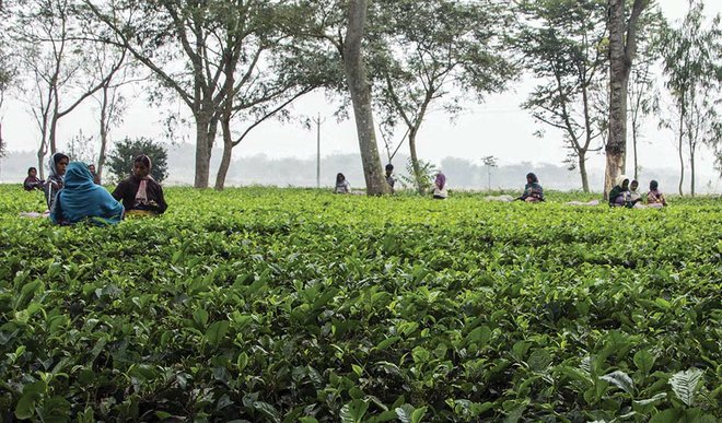 印度茶叶产地资讯 印度茶叶新产区风味特点 印度政府鼓励在新地区以及小型茶农生产茶叶