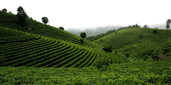 云南滇红茶、台湾红茶、福建红茶与大吉岭红茶的对比 大吉岭春摘茶偏绿色的原因