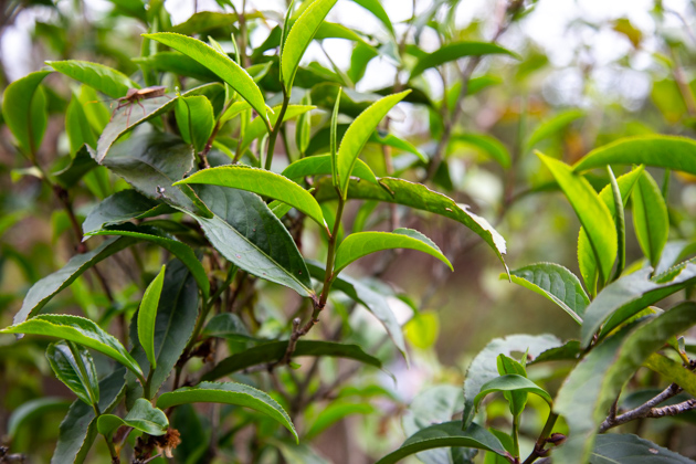 高山紫红茶产地是哪里？云南临沧紫红茶富含花青素吗？紫红茶属于什么品种的茶？