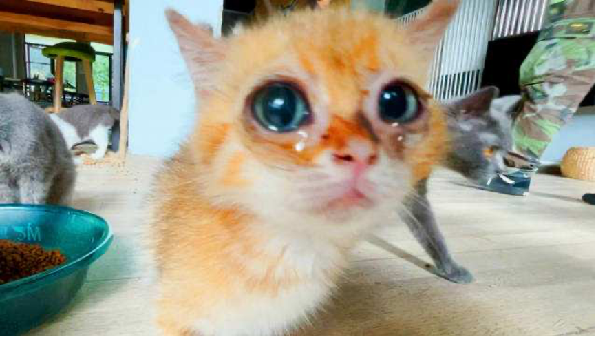 禁止犬类供观赏接触，天津将规范“猫咖”类网红店经营