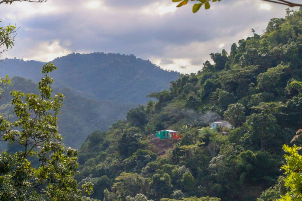 牙买加蓝山咖啡的产地圣托马斯产区咖啡豆的特点口感介绍