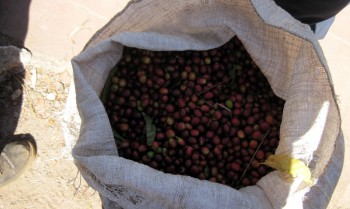 精品咖啡豆-Antigua 安提瓜的详细介绍