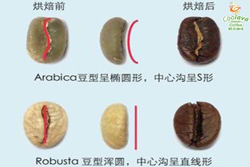 精品咖啡豆：阿拉比卡的详情介绍及其与罗布斯塔的区别